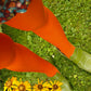 Bloody Orange - Tights