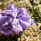 Meringue Scrunchie - Lilac Crocus
