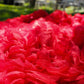 Cordelia Ball Skirt - Rosie Red